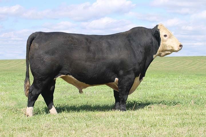 Foto de Toros - Hereford