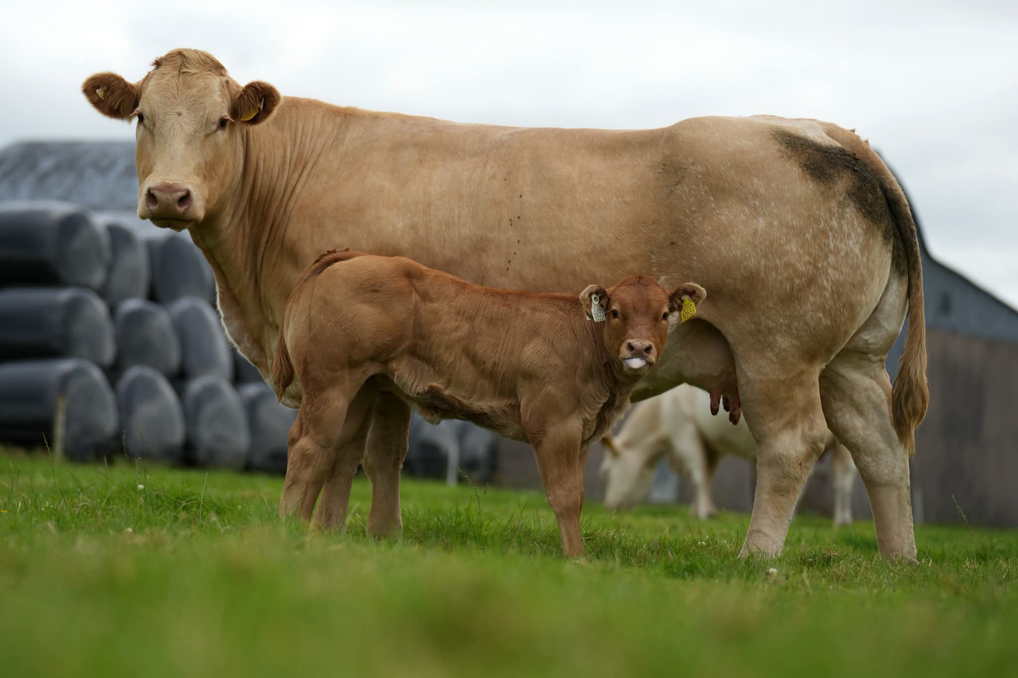 Remate de 1 Vacas Limousin