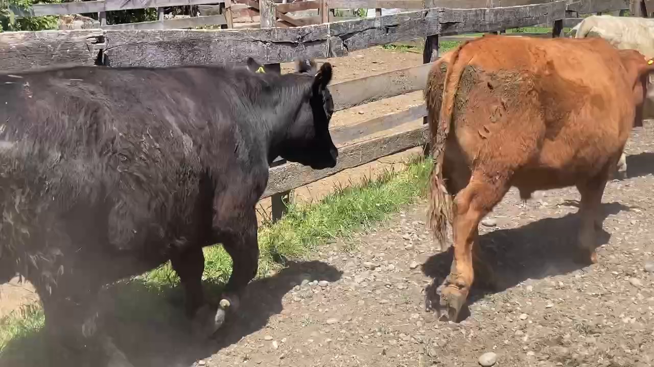 Foto de Novillos - Angus