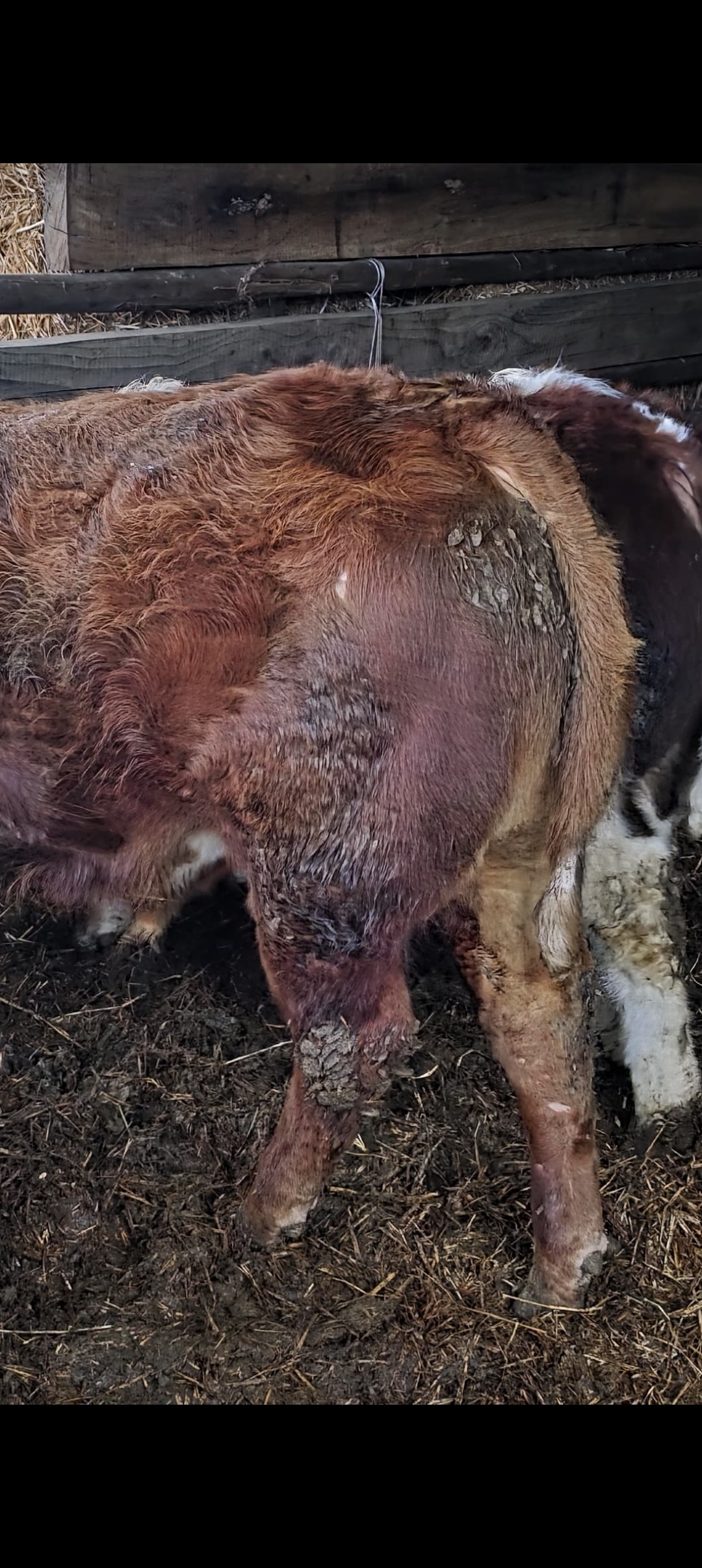 Foto de Toros - Angus