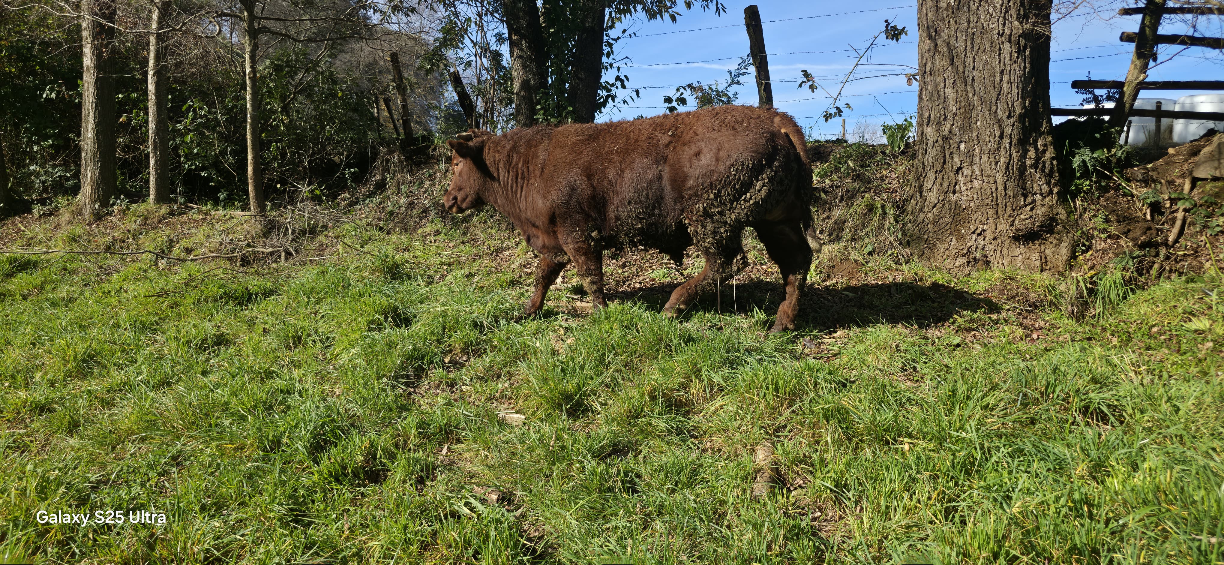Foto de Novillos - Sin raza especificada