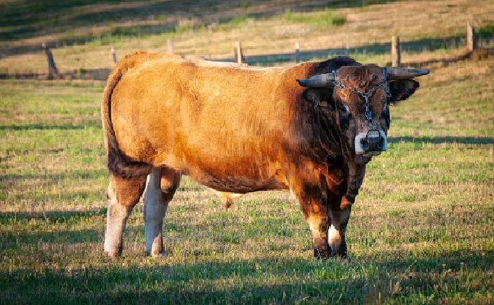Foto de Toros - Aubrac