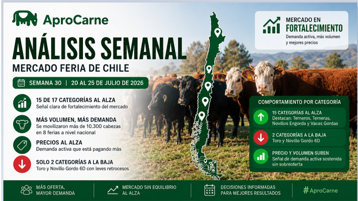 Mercado Ganadero Chile: Semana 30 – Alza generalizada de precios
